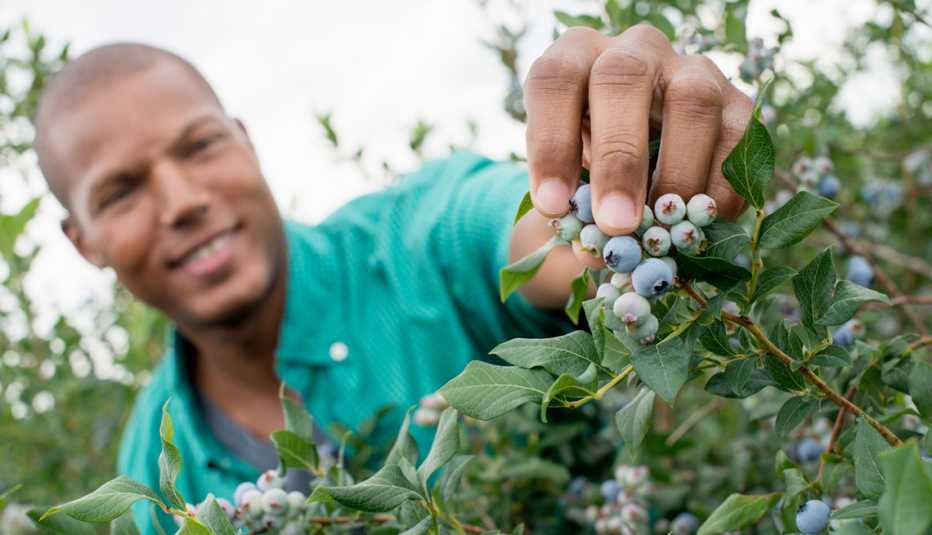 Un hombre cogiendo arádanos azules de un árbol