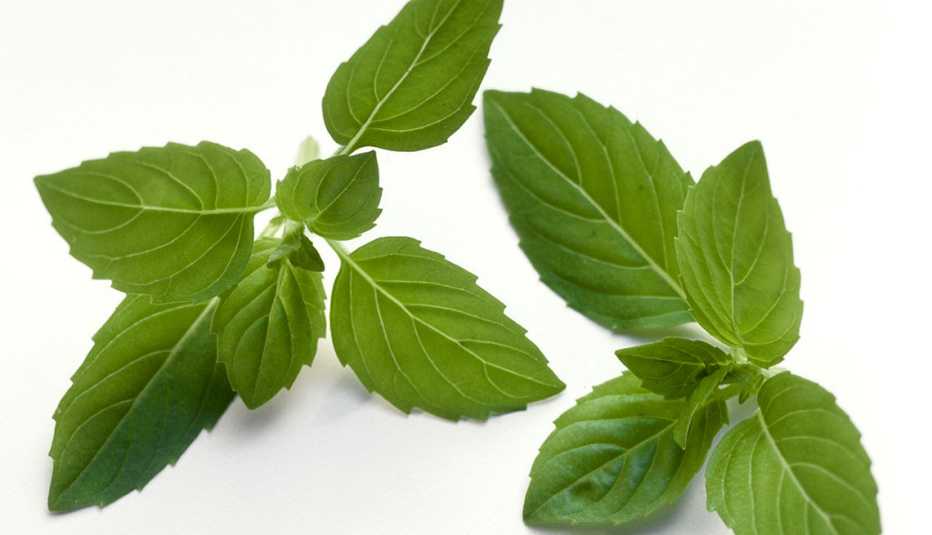 Dos ramas de menta sobre una superficie blanca