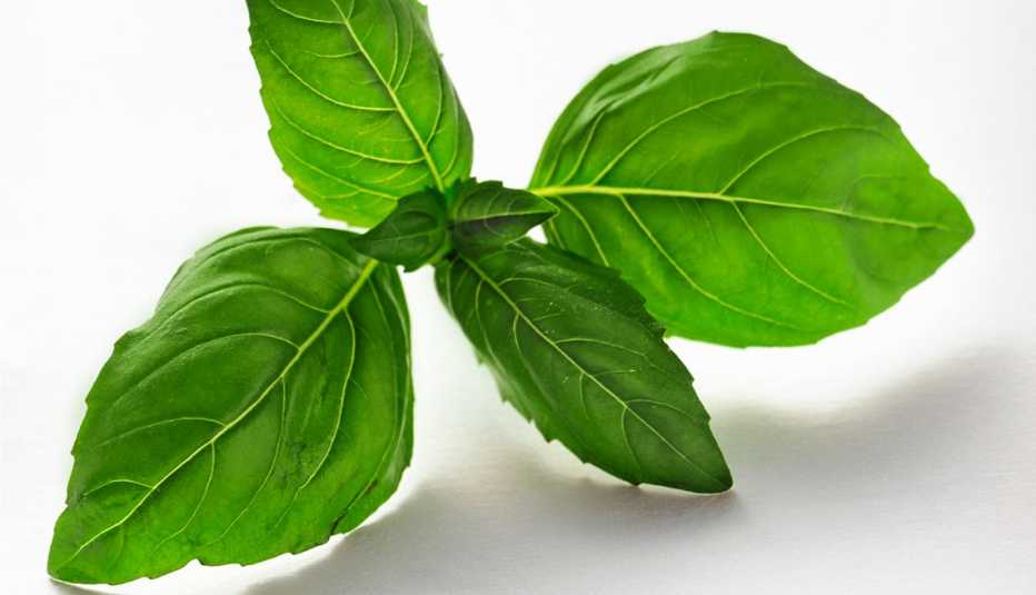 Una rama de albahaca sobre una superficie blanca