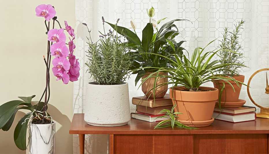 Varias macetas con plantas sobre una mesa