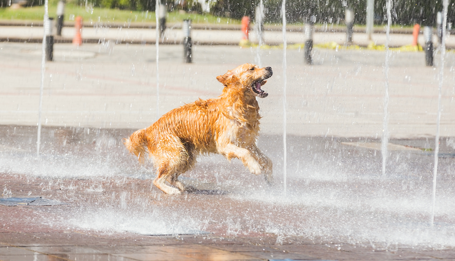 Perro juega con chorros de agua