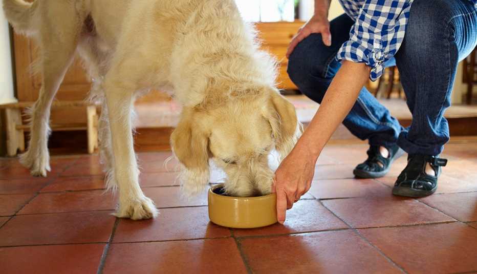 Una persona le da de comer a un perro
