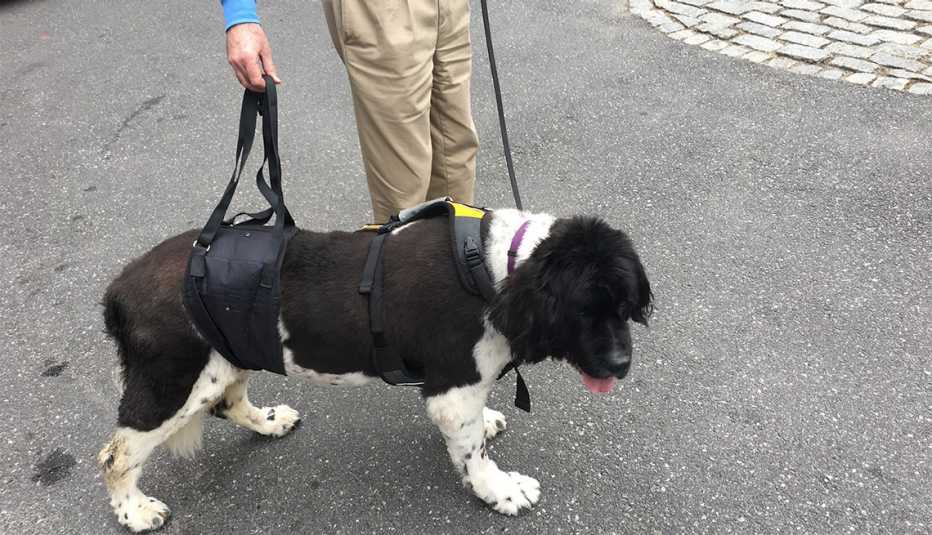 Jeffery Runge ayuda a su perro a caminar con un arnés