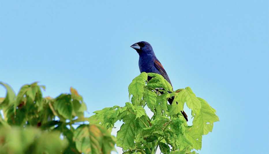 Pájaro Picogrueso o Blue Grosbeak