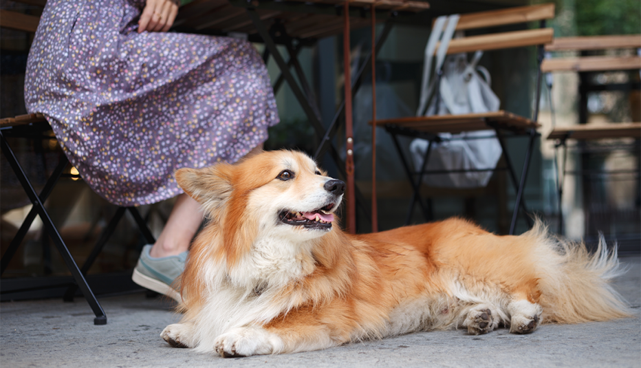 Mujer sentada en un restaurante junto a su perro