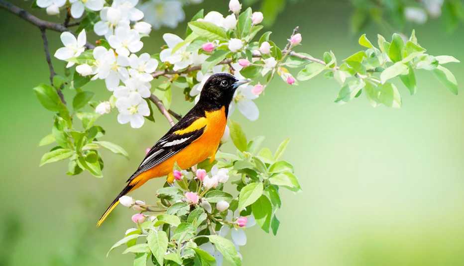 un oropéndola u oriol de Baltimore macho sentado en un arbusto floreciente
