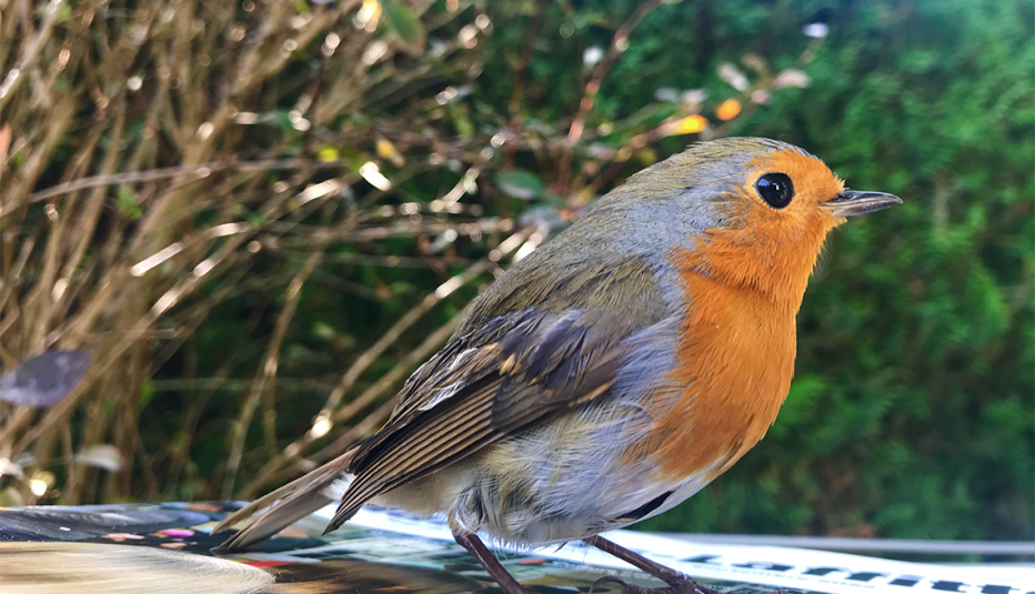 pájaro petirrojo de cerca