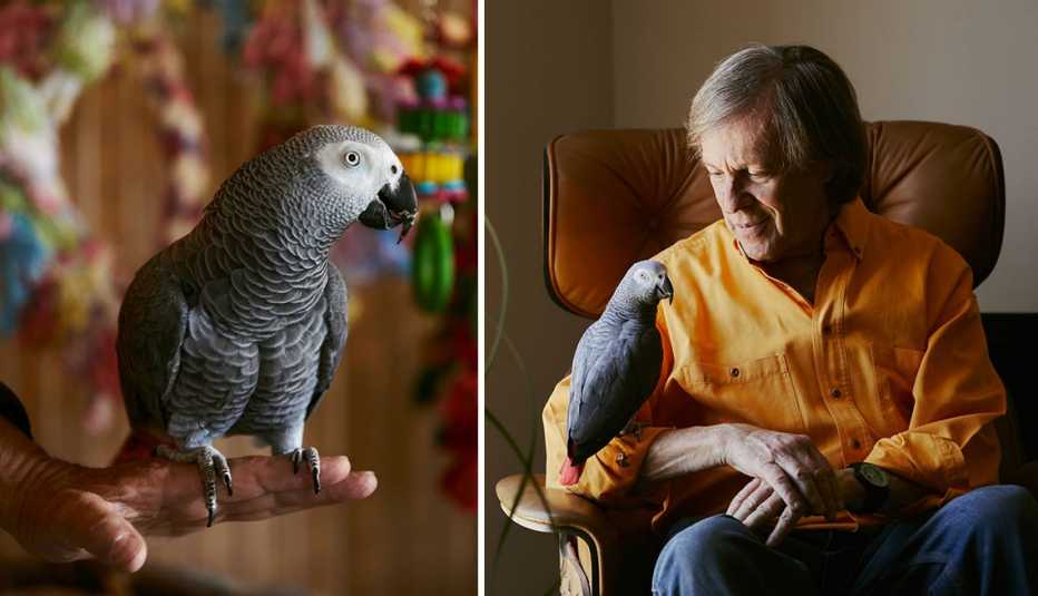 Steve Replin y su loro africano gris Maxie