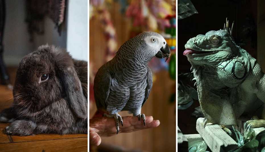 de izquierda a derecha, el conejo Willow, el loro Maxie y la iguana Rocky