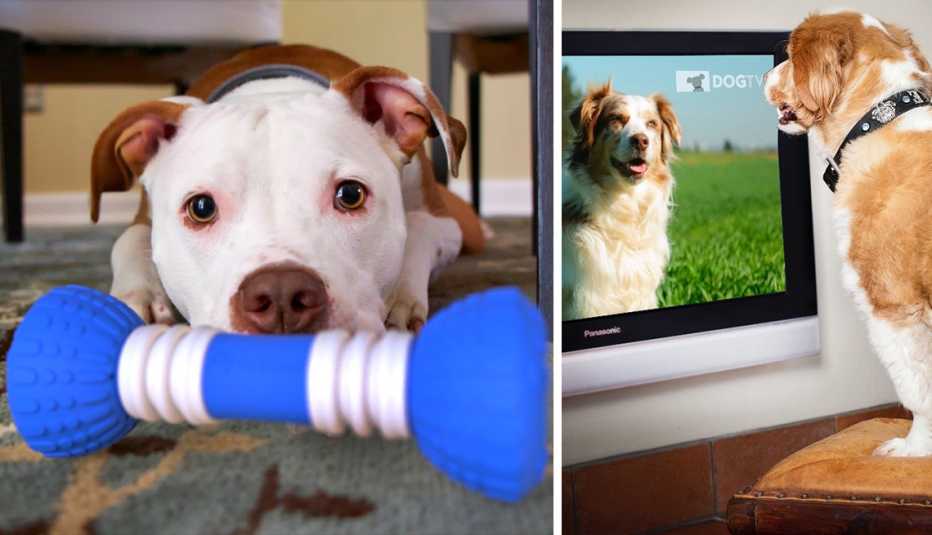 products to help with Pet Anxiety 