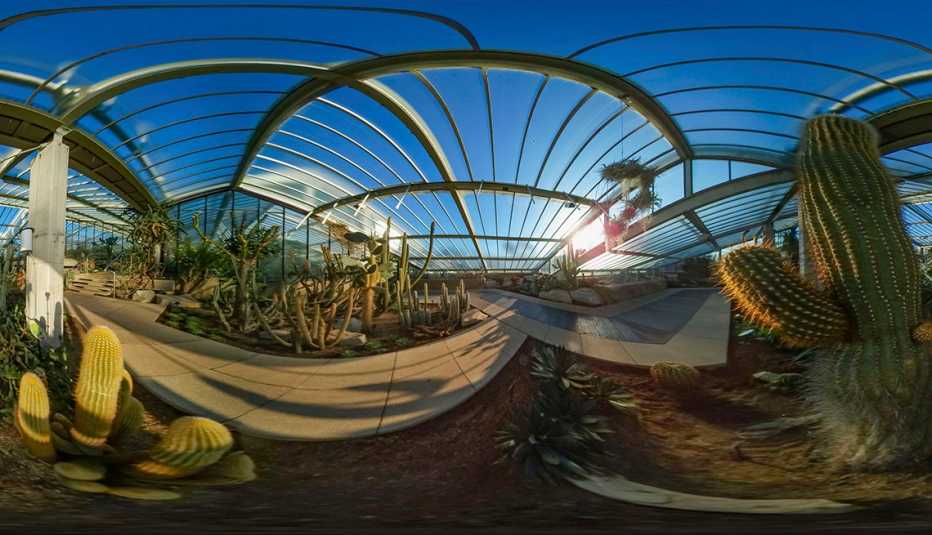 Vista de realidad virtual de un cactus y otras plantas