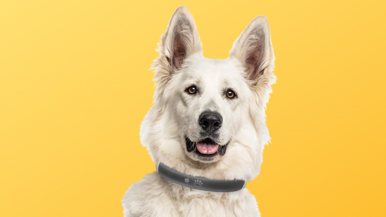 Perro con un collar electrónico