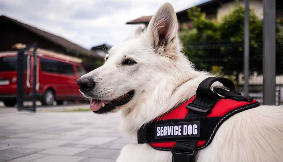 Perro de servicio