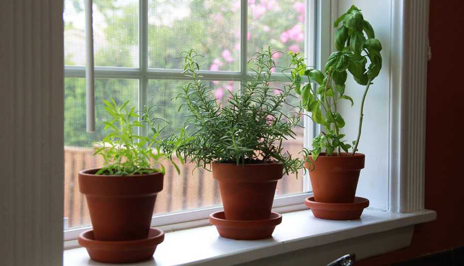 Plantas de especias en una ventana