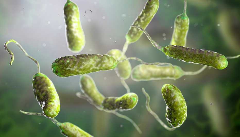 Ilustración 3D de la bacteria carnívora vibrio vulnificus