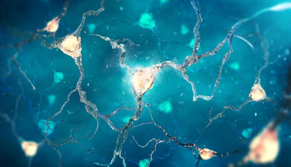 Conexiones cerebrales