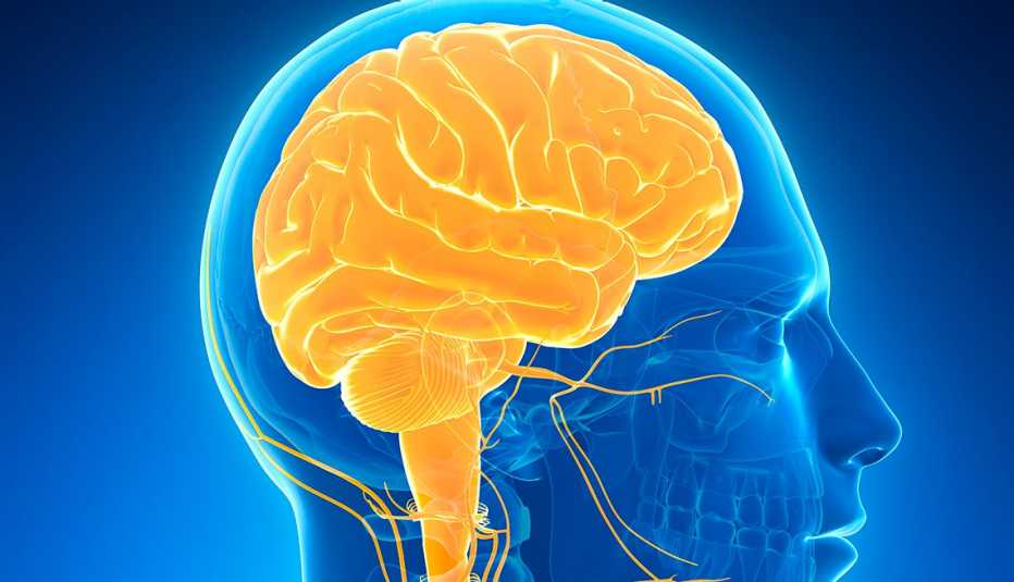 Ilustración de un cerebro humano