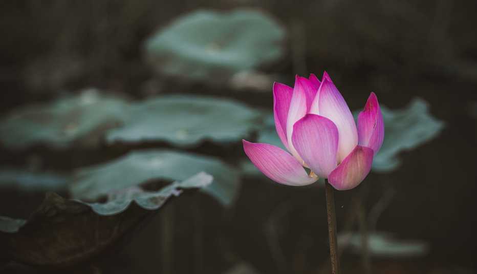 Flor renaciendo
