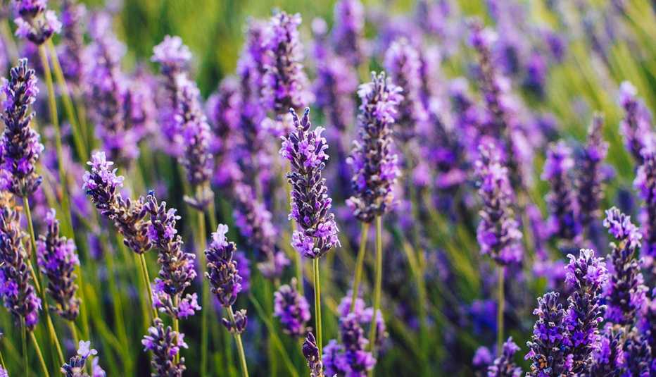 Lavanda