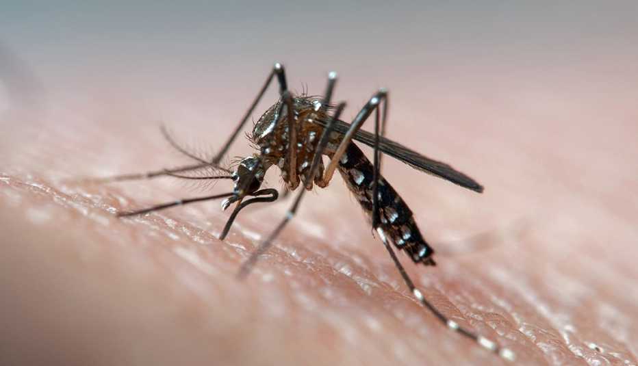 Mosquito