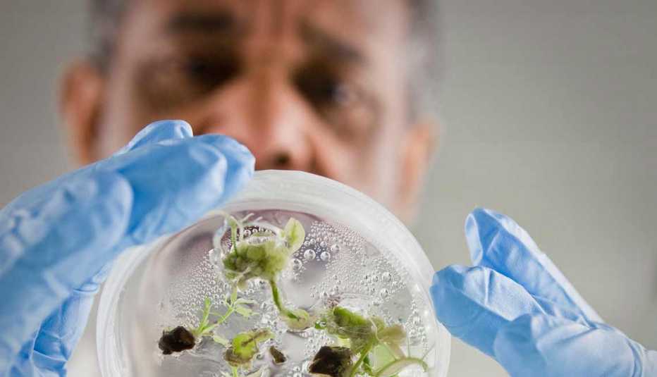 Trabajos con poco estrés, pero bien pagados como mánager de ciencias naturales observando plantas