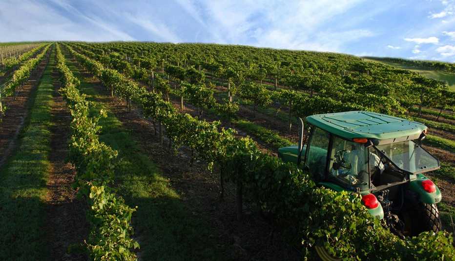 Lakeridge Winery and Vineyards en Clermont, Florida