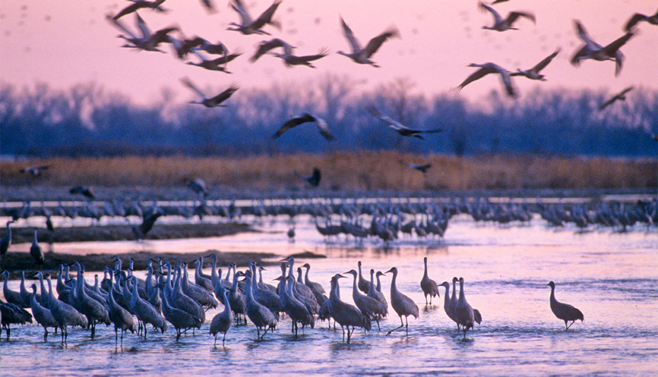 Grullas canadienses volando