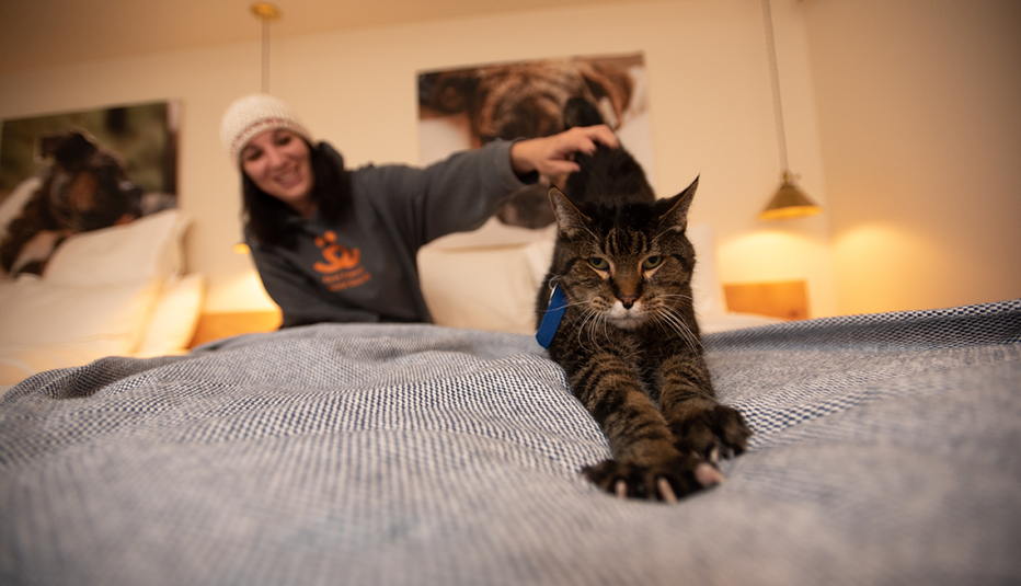 Gato sobre una cama