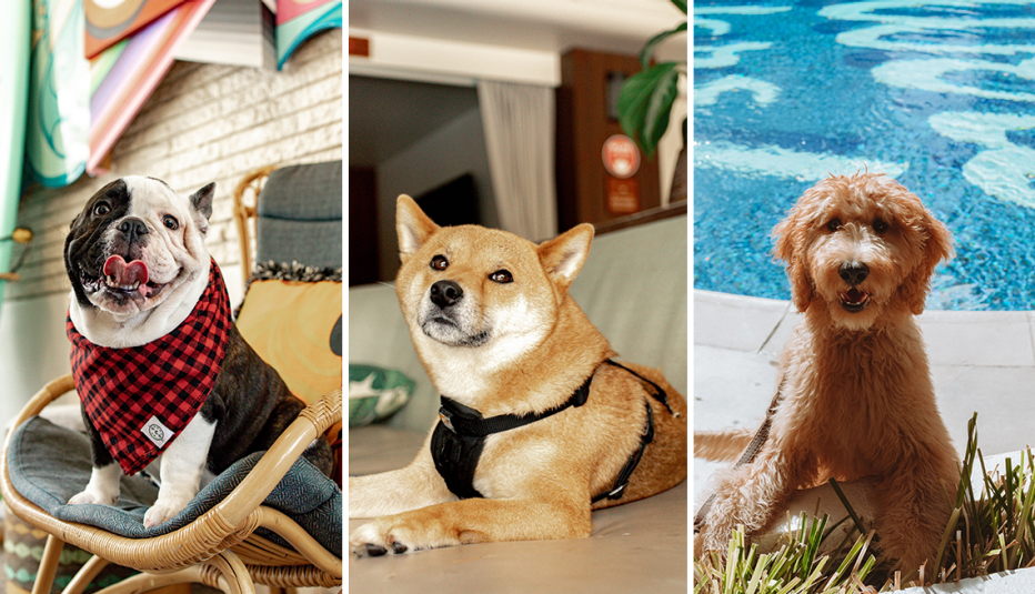 Tres perros sentados