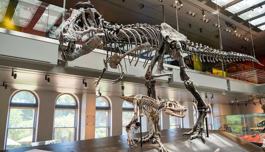 Dinosaurs fossiles at the The Natural History Museum of Los Angeles County