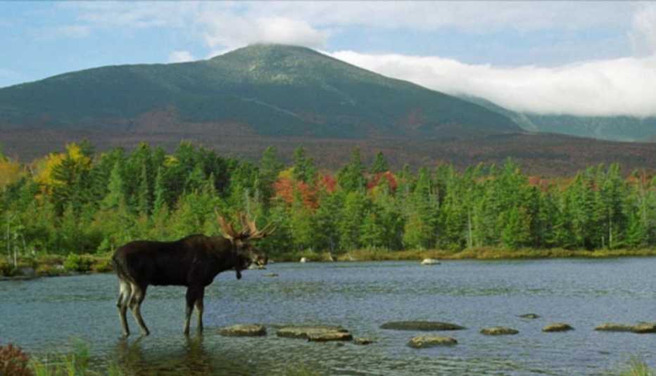 Alce en Sandy Pond,  Monte Katahdin, Maine