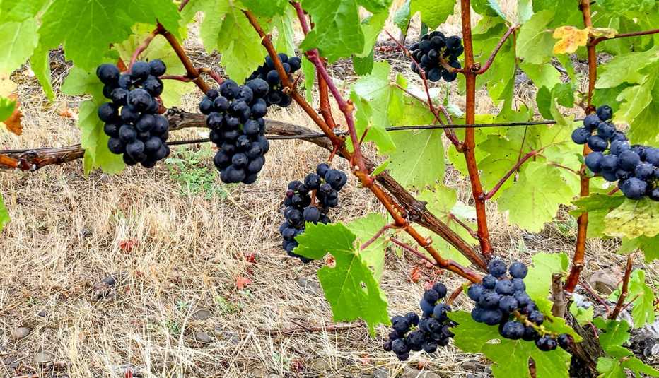 Uvas Pinot Noir. 