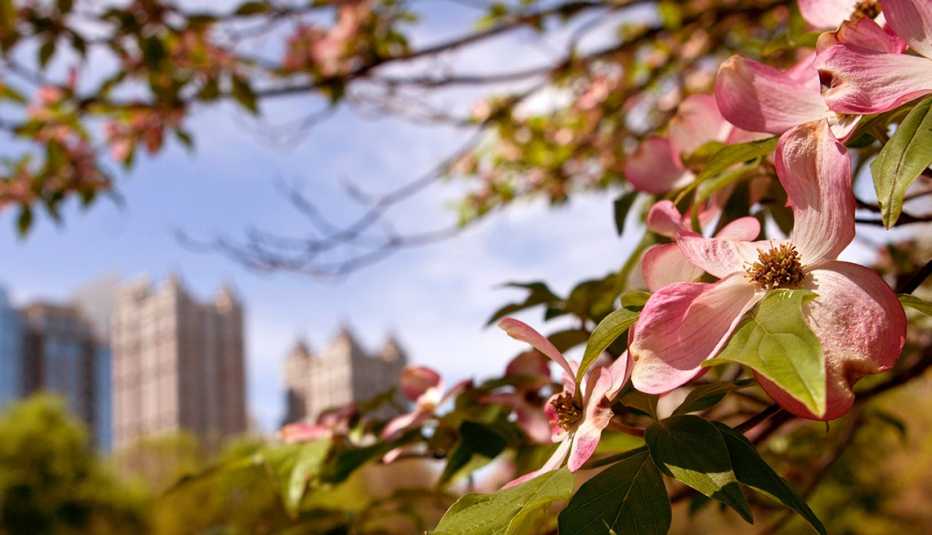 Árboles dogwood floreciendo