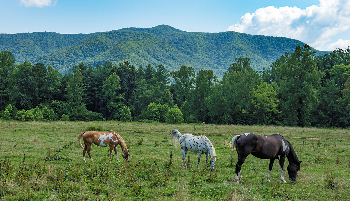 Tres caballos en la pradera
