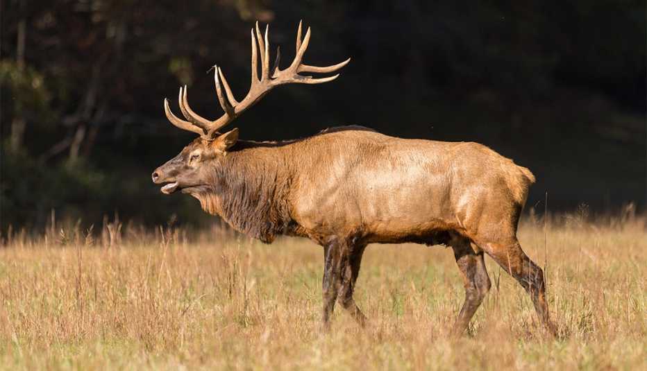 Un alce durante la rutina de otoño en el Valle Cataloochee 