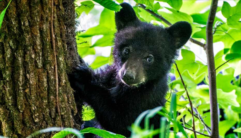 Un cachorro de oso negro trepa a un árbol