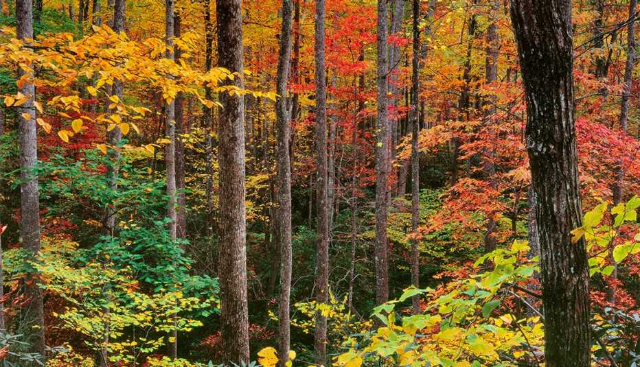 Bosque Nacional de Pisgah, Carolina del Norte
