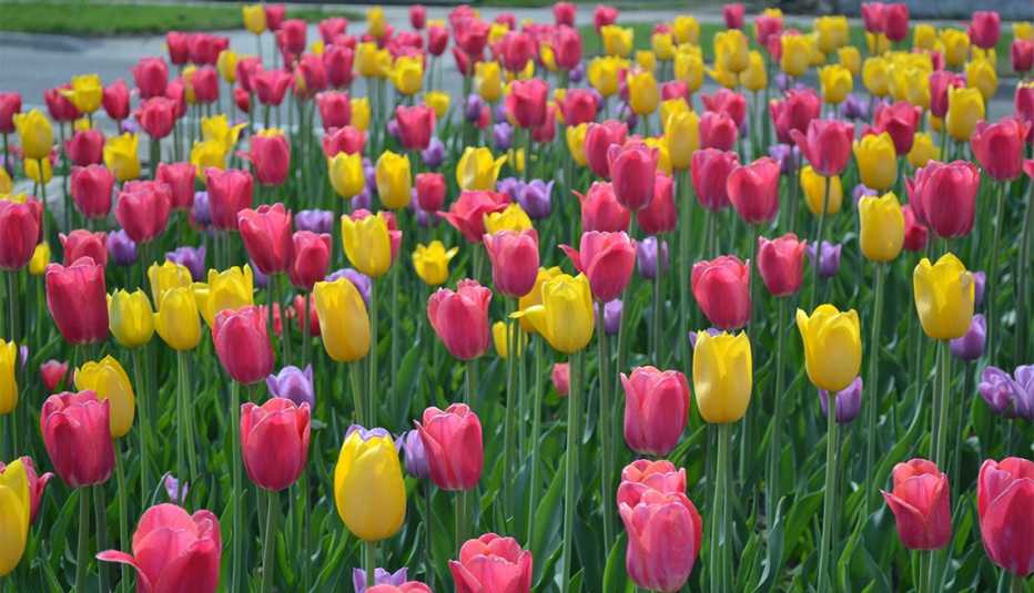 Tulipanes rosados, amarillos y morados 