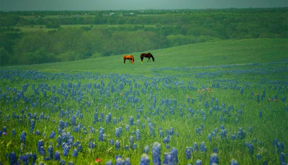 Caballos en medio de una pradera llena de tulipanes