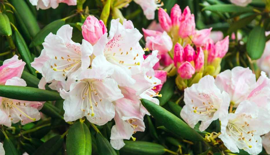 Flores de azalea de color blanco y rosa