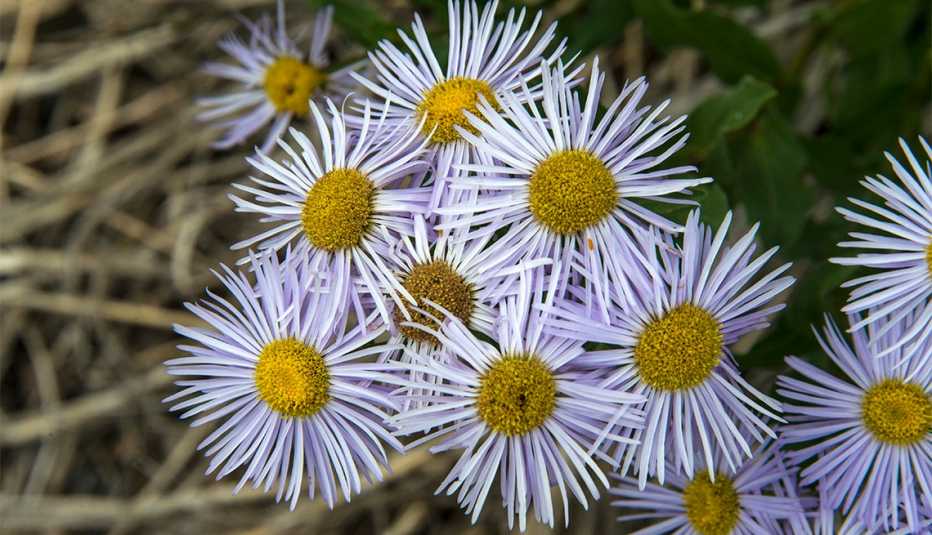 Flores de áster con pétalos blancos muy finos