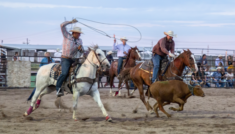 Hombre que monta a caballo trata de atrapar con un lazo a un novillo