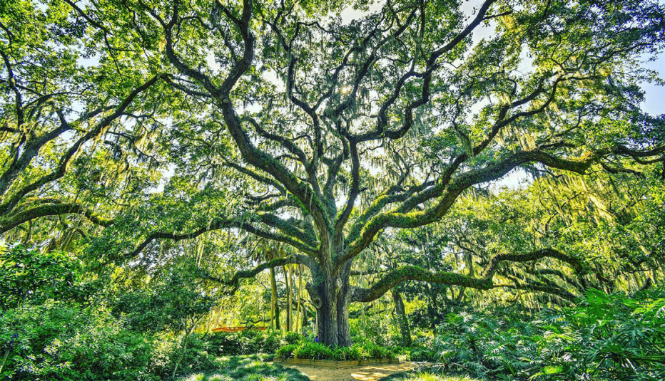 Árbol imponente, alto y con muchas ramas