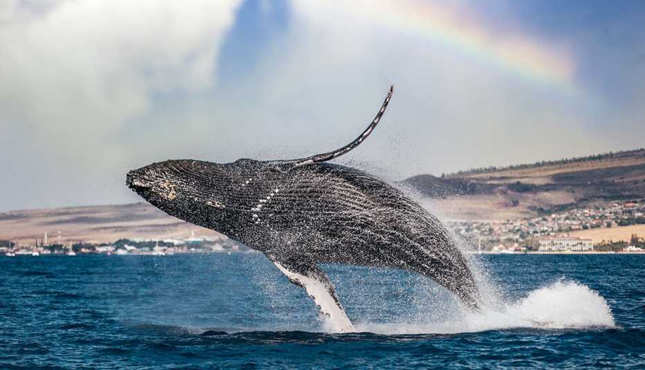 una ballena jorobada en Lahaina, Hawaii