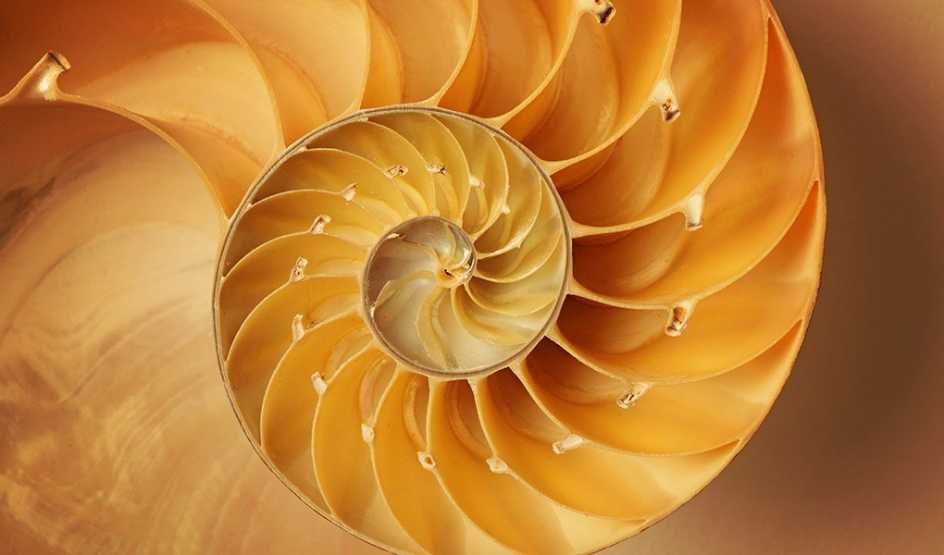 An inside look at a Nautilus shell that is spiraling
